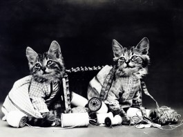 Naughty Kittens Playing With Yarns