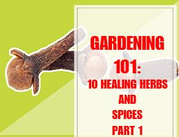 10 Healing Herbs and Spices Part 1 thump