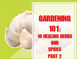 10 Healing Herbs and Spices Part 2 thump
