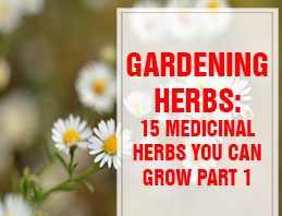 Medicinal Herbs You Can Grow Part 1 THUMP