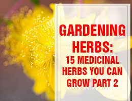 Medicinal Herbs You Can Grow Part 2 THUMP