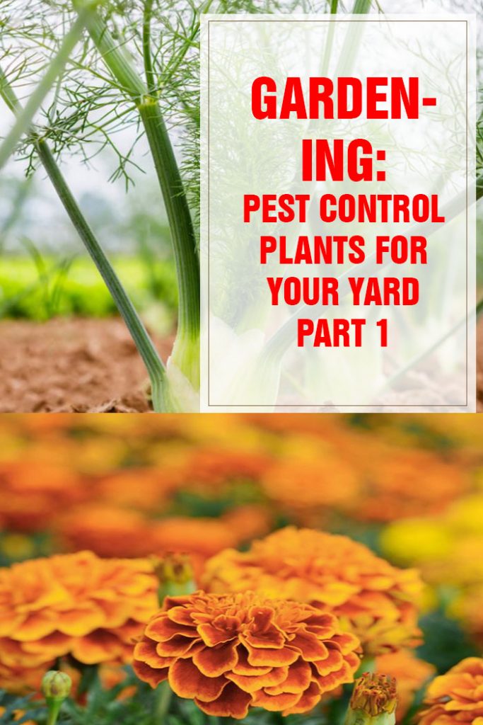 Pest Control Plants For Your Yard Part 1