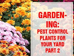 Pest Control Plants For Your Yard Part 2 THUMP