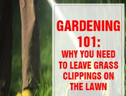 Why You Need to Leave Grass Clippings on the Lawn THUMPS