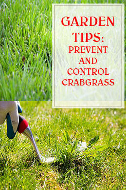 Prevent And Control Crabgrass - HousewivesHobbies
