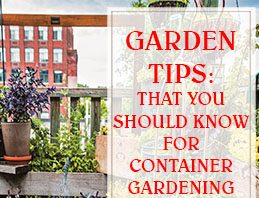 Tips That You Should Know For Container Gardening THUMP